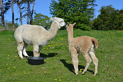 Desdemona with Tallulah Desdemona with Tallulah