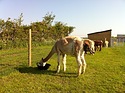 Iona got bait hungry during birth