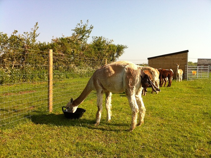 Iona got bait hungry during birth