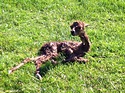 Twiglet