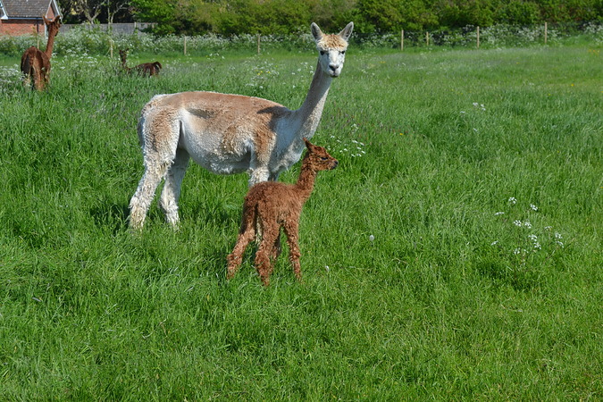 Twiglet up at about with mum