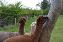 Homerton enjoy a rub on the tree