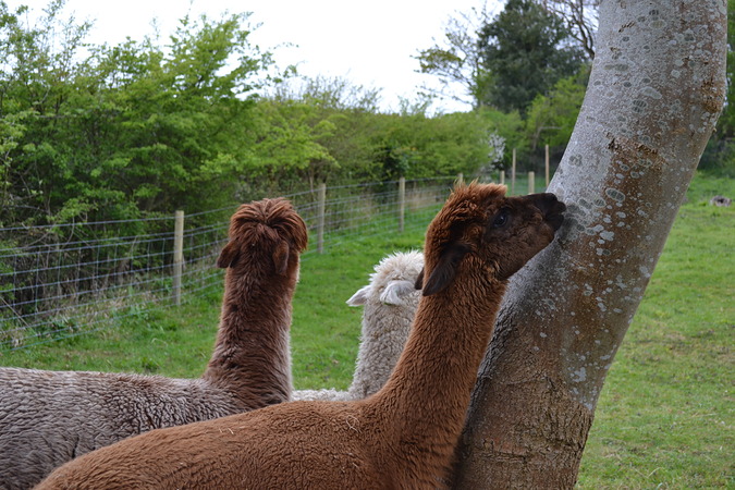 Homerton enjoy a rub on the tree
