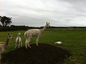 IMG_0829.JPG