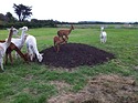 IMG_0825.JPG