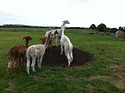 IMG_0827.JPG