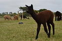 Wellow Saucy Sally