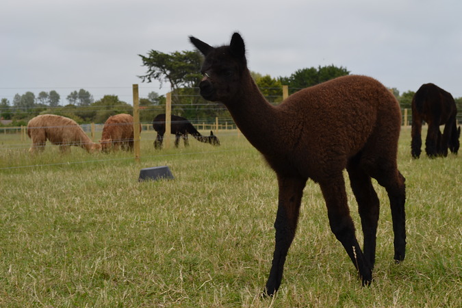 Wellow Saucy Sally