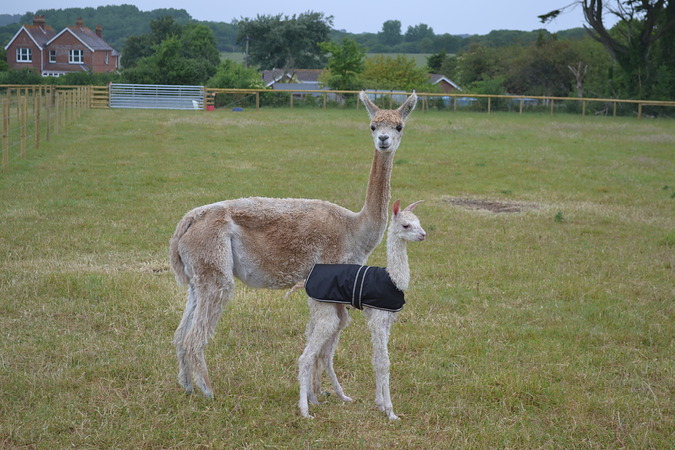 Effie with Wellow Serenity