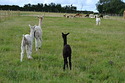 The girls