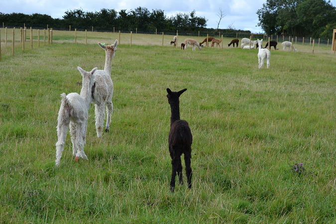 The girls