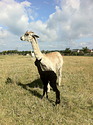 India with Wellow Sapphire