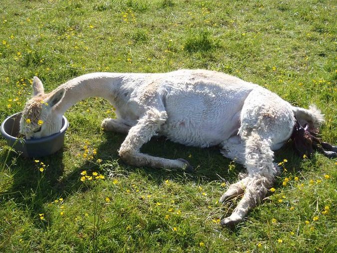 Iona giving birth to Spring 5