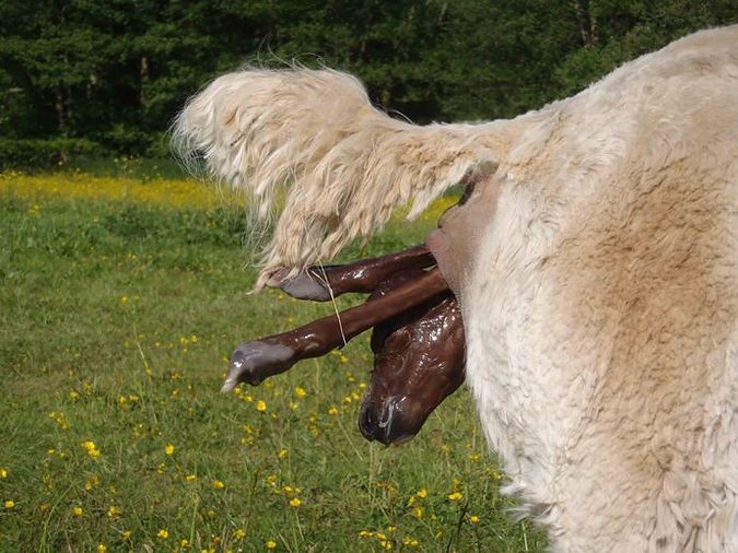 Iona giving birth to Spring 2
