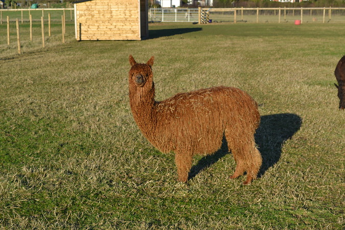 Kaiser