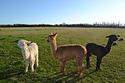The girls