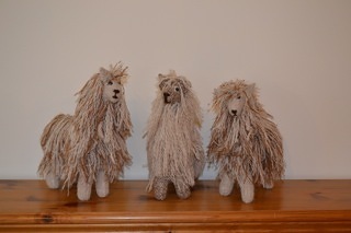 Selection of Alpacas