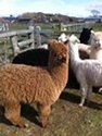 Loveridge before shearing