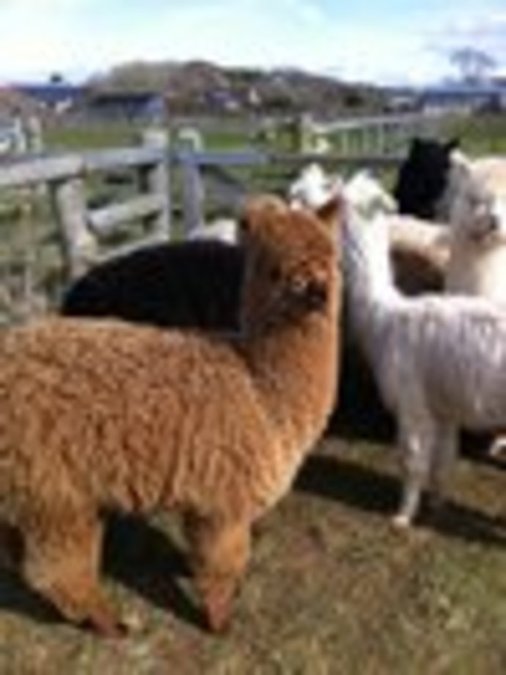 Loveridge before shearing