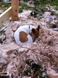 Our dog making herself a cosy bed Our dog making herself a cosy bed