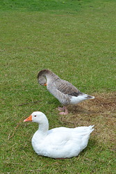 George and Mildred George and Mildred