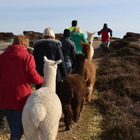 Alpaca Trek Alpaca Trek