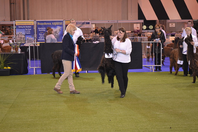 Sapphire winning Champion