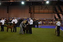 Sapphire being inspected by the judges