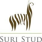 Suri Stud Suri Stud