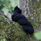 Liquorice