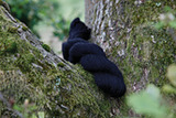 Liquorice