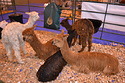 Waiting to go in the show ring