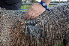 Valentine Fleece