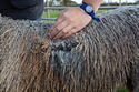 Valentine Gray Fleece