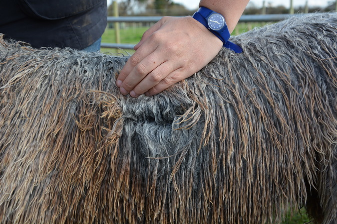 Valentine Gray Fleece