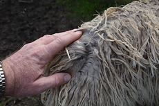 Vivaldi Fleece 2 Vivaldi Fleece 2