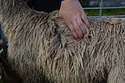 Vivaldi Fleece 3