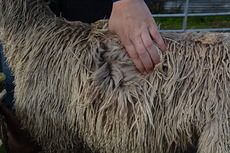 Vivaldi Fleece 3 Vivaldi Fleece 3