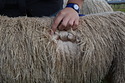 Vanilla Fleece 1