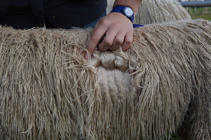 Vanilla Fleece 1
