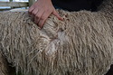 Vanilla Fleece 2