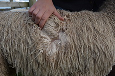 Vanilla Fleece 2 Vanilla Fleece 2