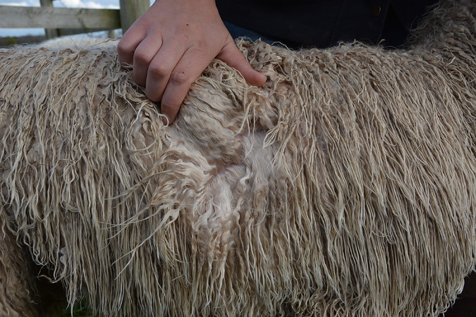 Vanilla Fleece 2