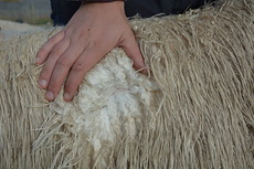 Viola Fleece