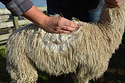 Vindaloo Fleece