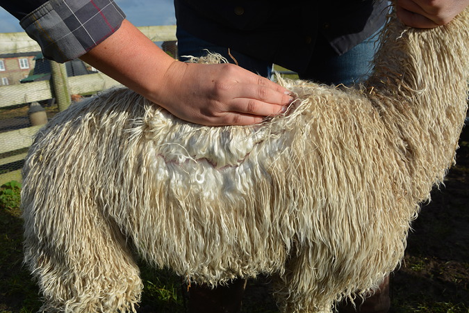 Vindaloo Fleece