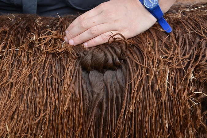 Velvet Fleece