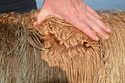 Venus Fleece 1
