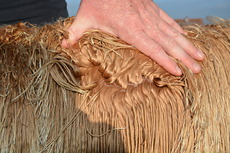 Venus Fleece 1