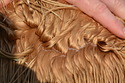 Venus Fleece 2